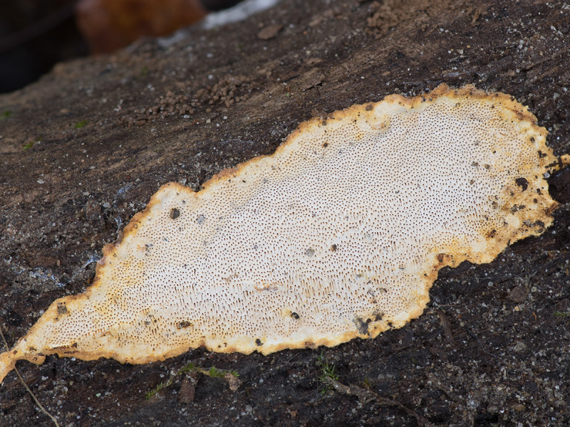 Perenniporia meridionalis